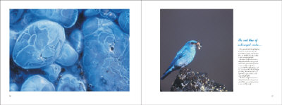 bluebirdspread.jpg (40472 bytes)