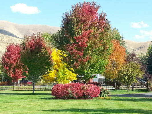 HC Fall Trees